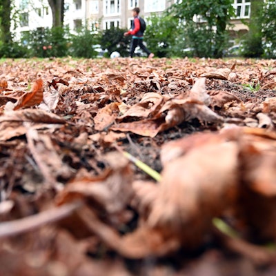 Das erste Herbstlaub des Jahres, gesehen im Römerpark.