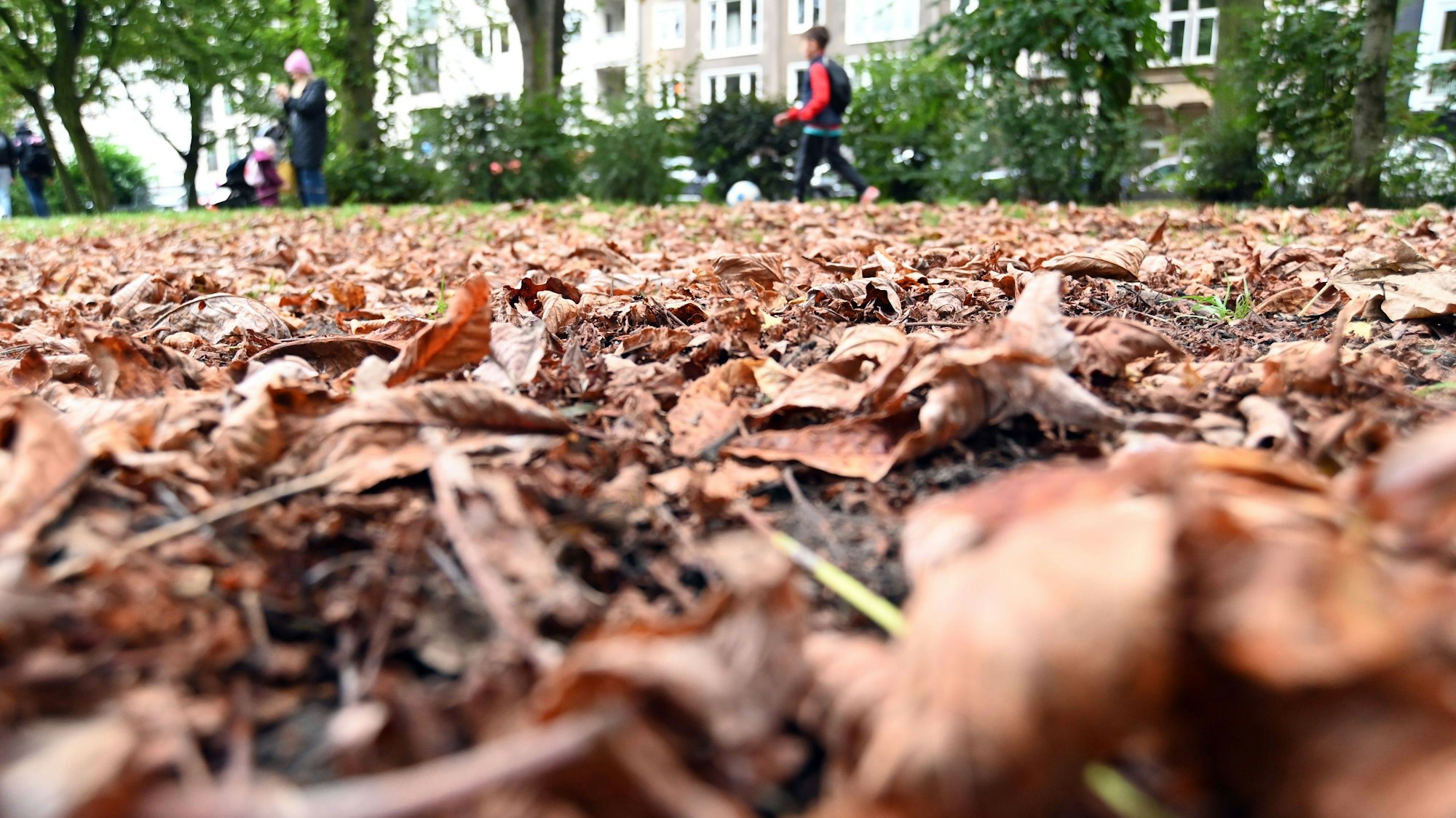 Das erste Herbstlaub des Jahres, gesehen im Römerpark.