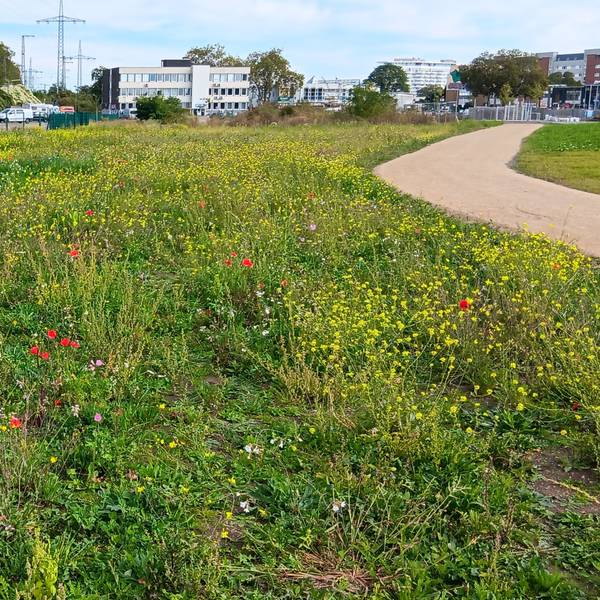 Neben einer Blumenwiese ist ein Weg zu sehen. Im Hintergrund stehen Gebäude.