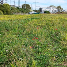 Neben einer Blumenwiese ist ein Weg zu sehen. Im Hintergrund stehen Gebäude.