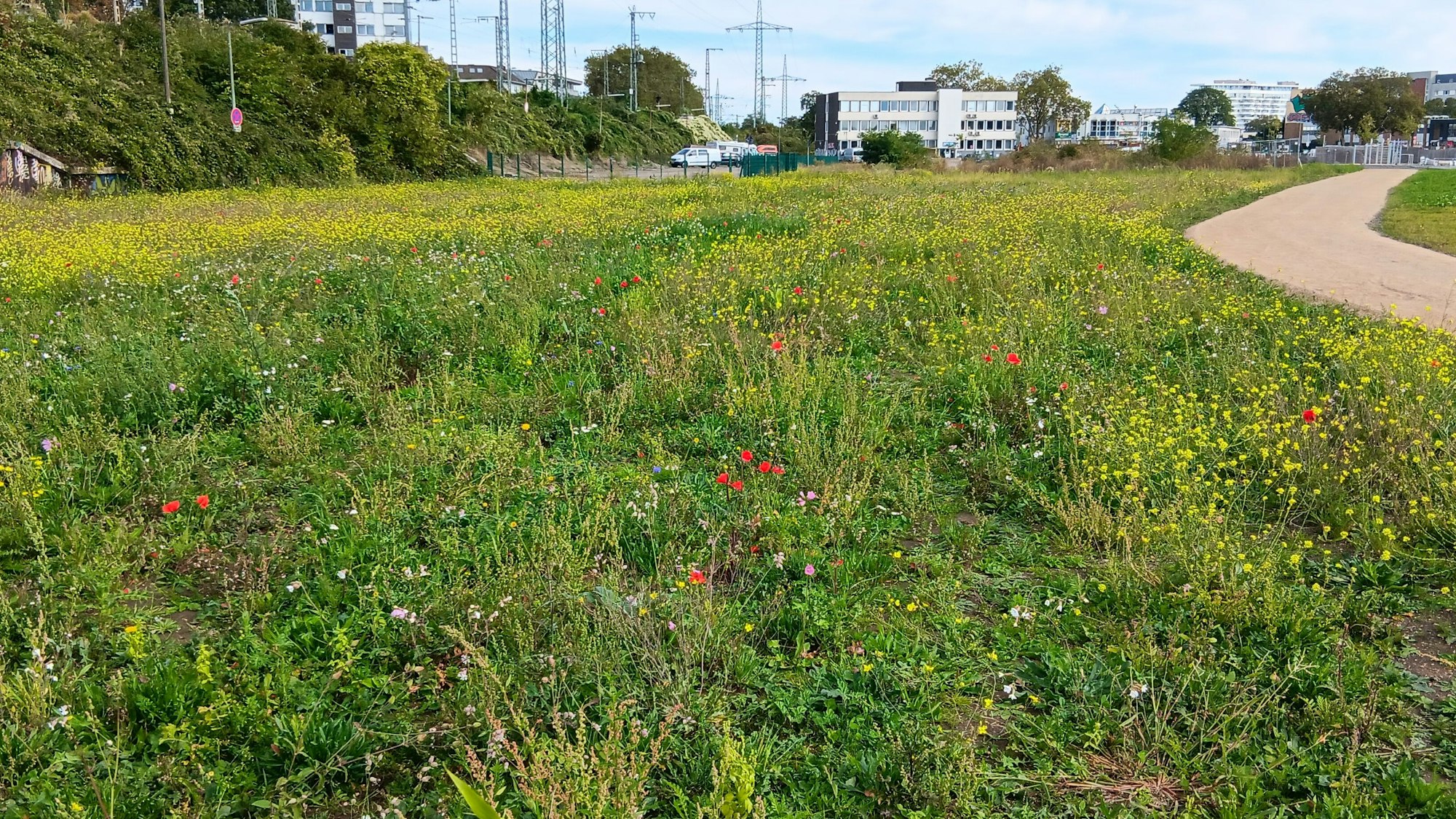 Neben einer Blumenwiese ist ein Weg zu sehen. Im Hintergrund stehen Gebäude.
