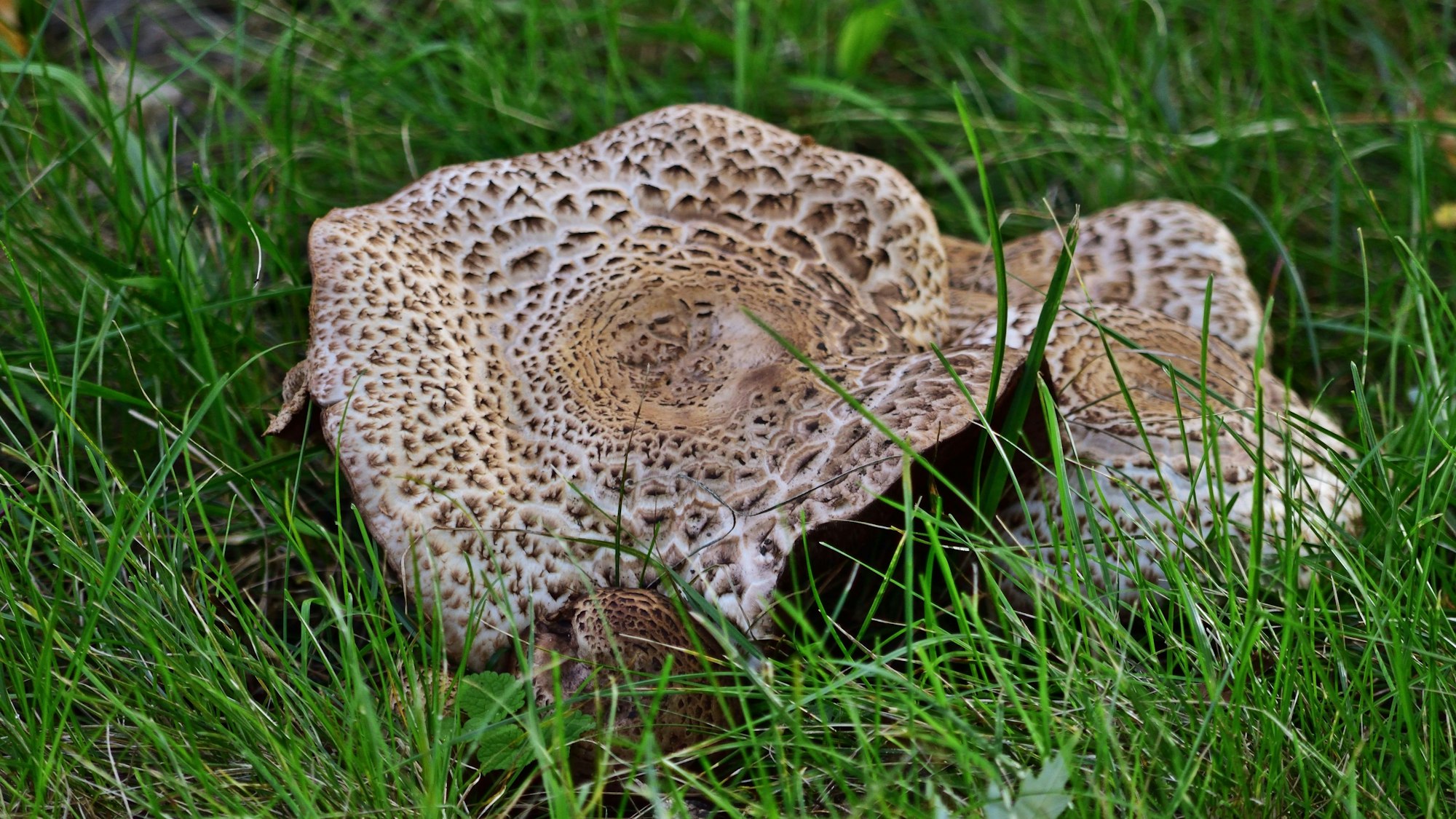 Der Tiger-Ritterling ist ein auffällig gefleckter Pilz mit graubraunem, schuppigem Hut und weißlichen Lamellen.