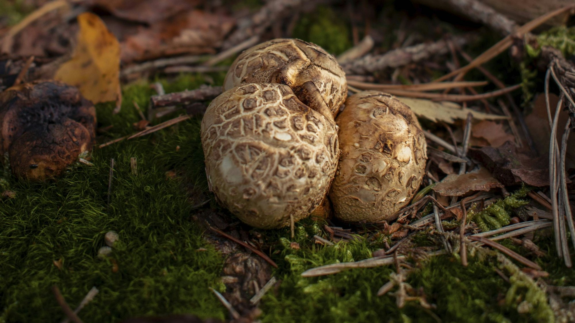 Kartoffelbovist wächst auf dem Waldboden.