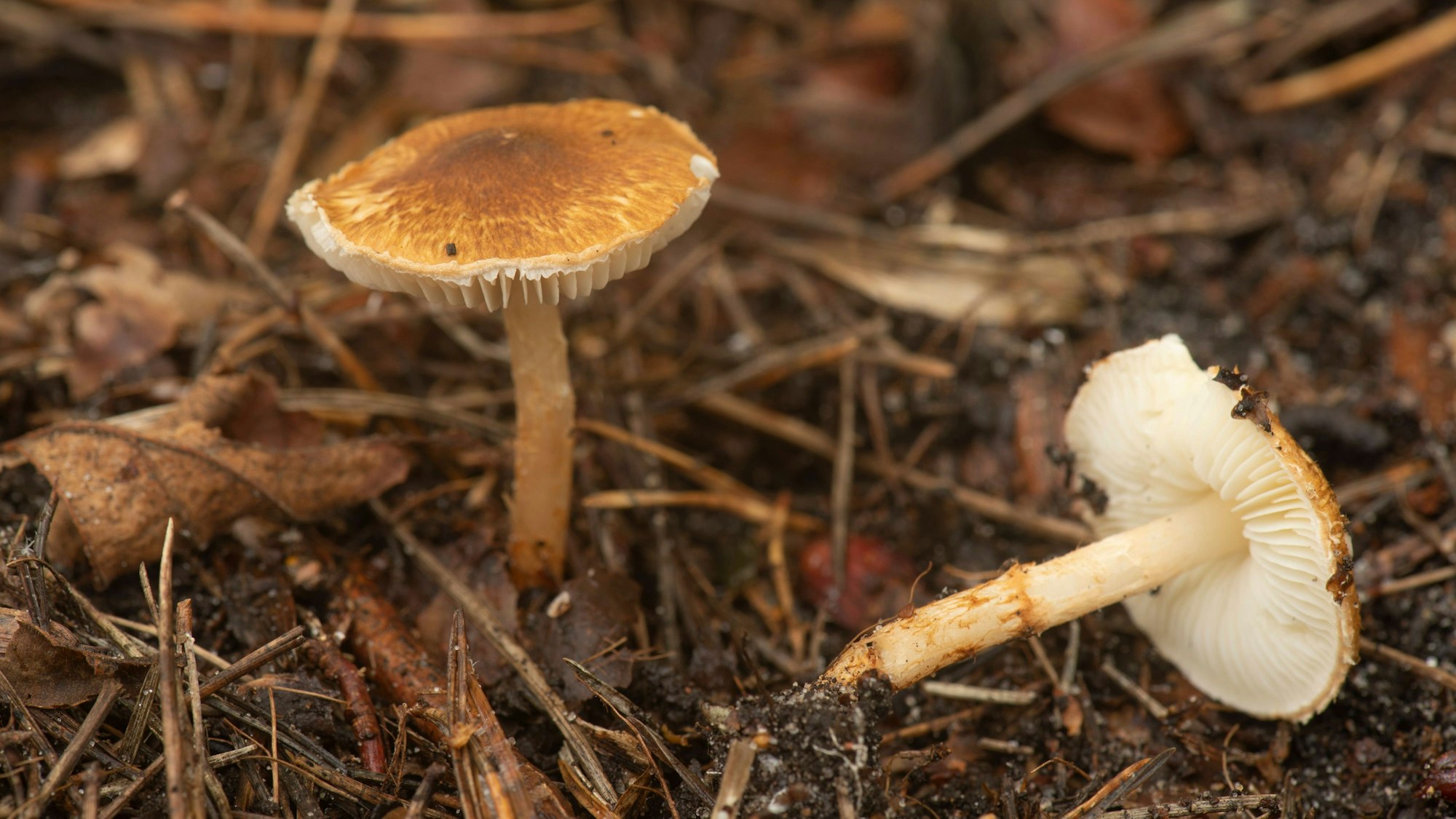 Schirmpilze auf dem Waldboden.