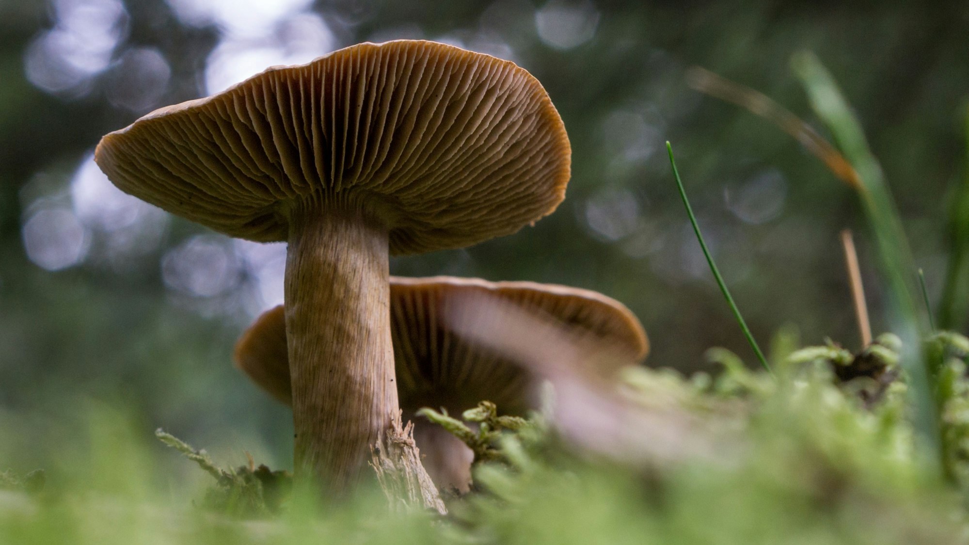 Der Spitzgebuckelte Raukopf im Wald.