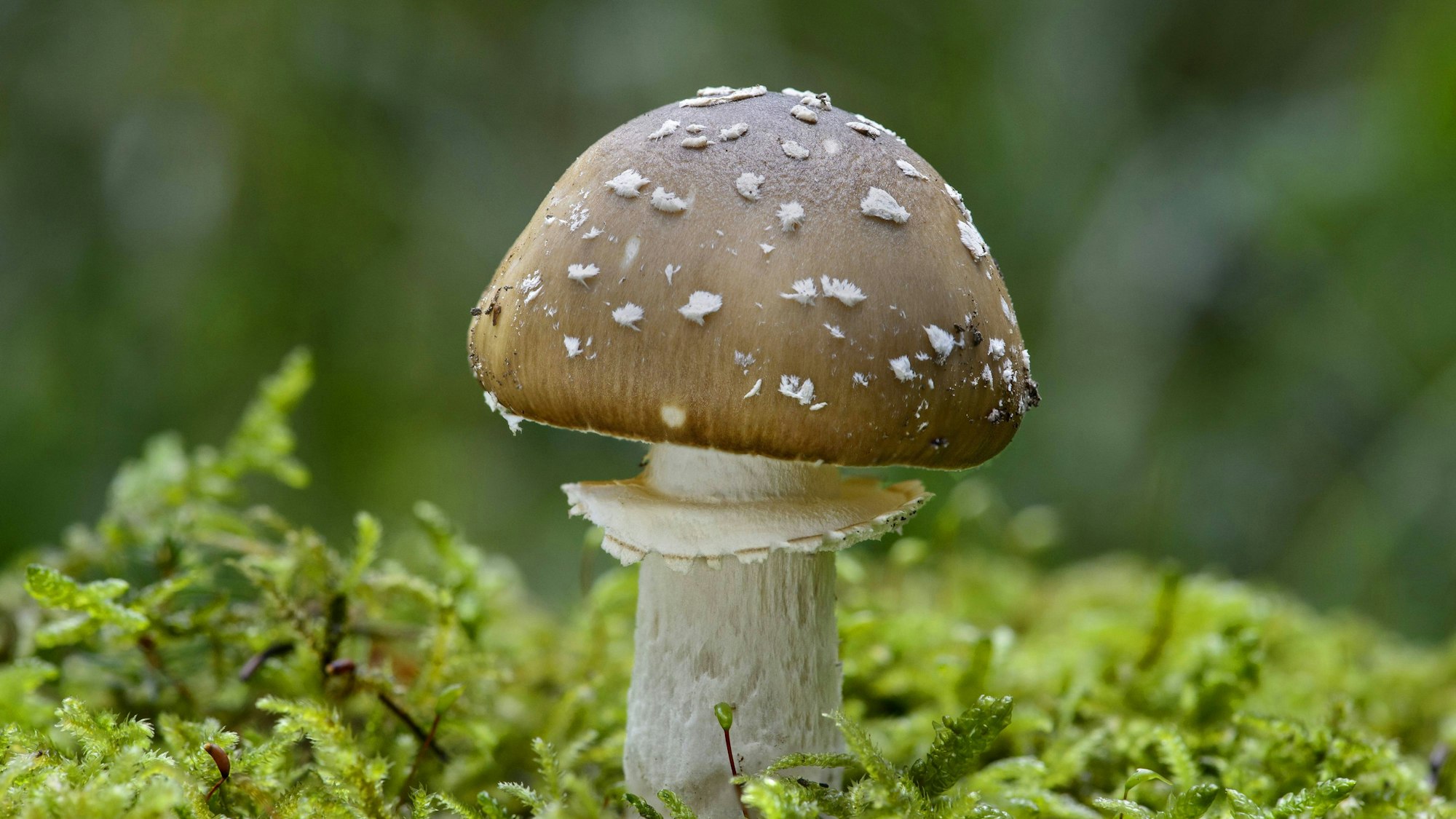 Pantherpilz (Amanita pantherina), Einzelpilz im Moos