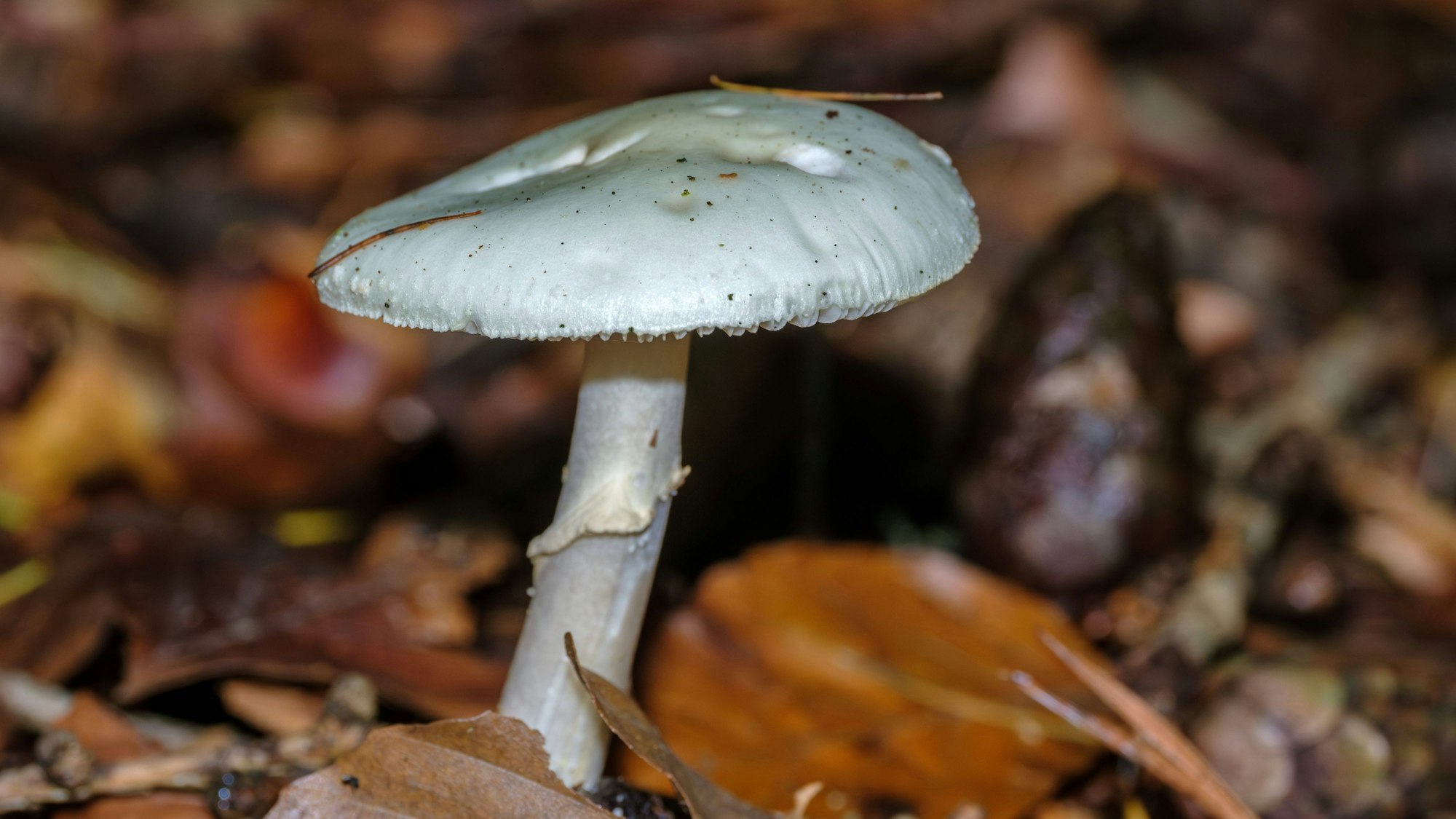 Weißer Knollenblätterpilz im Wald.