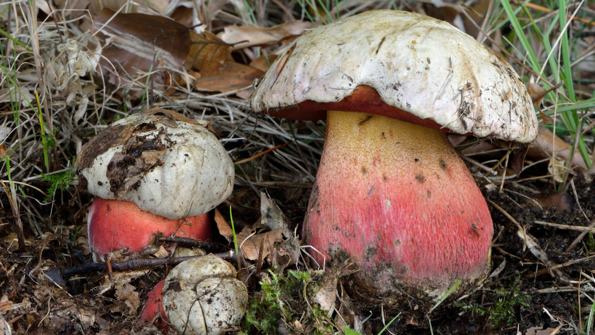 Satansröhrling auf einem Waldboden.