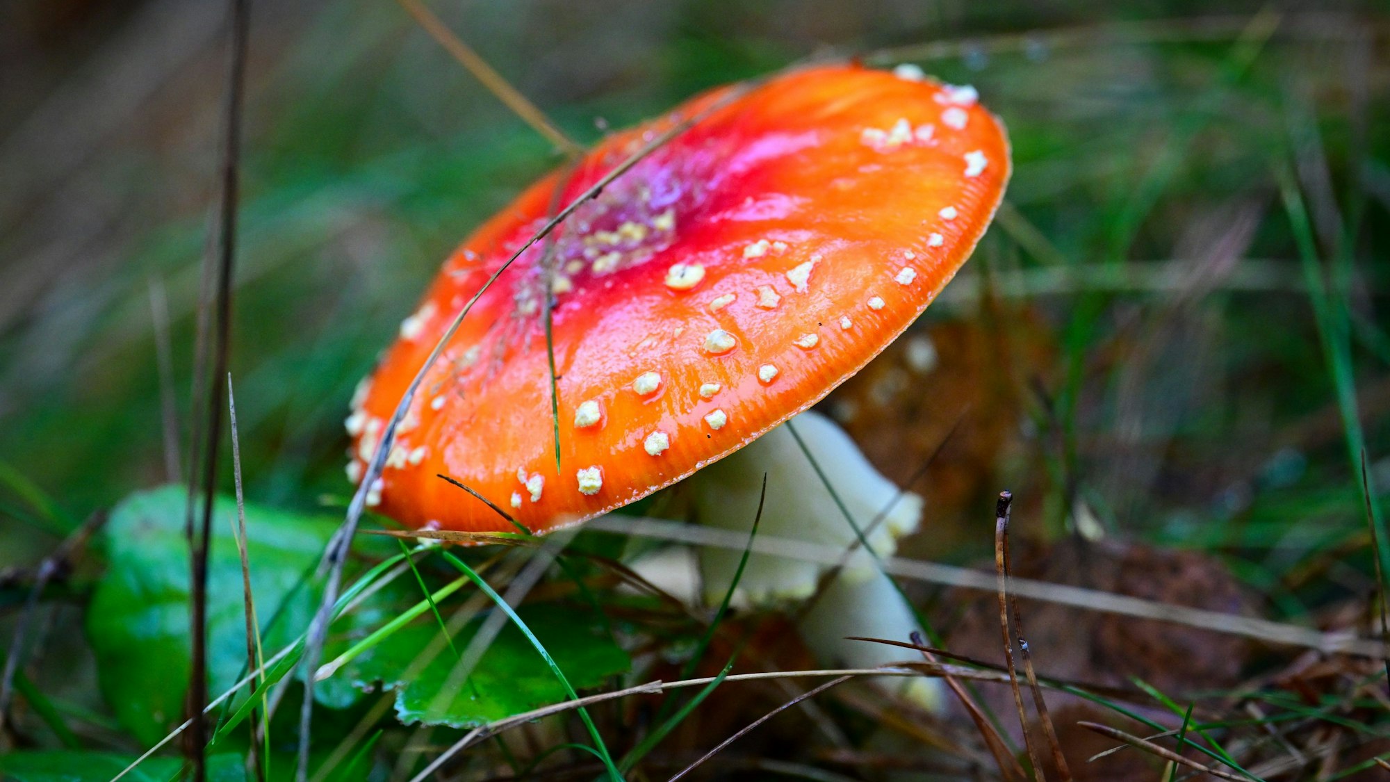 Ein Fliegenpilz mit rötlicher Kappe und weißen Punkten wächst auf einer Wiese.
