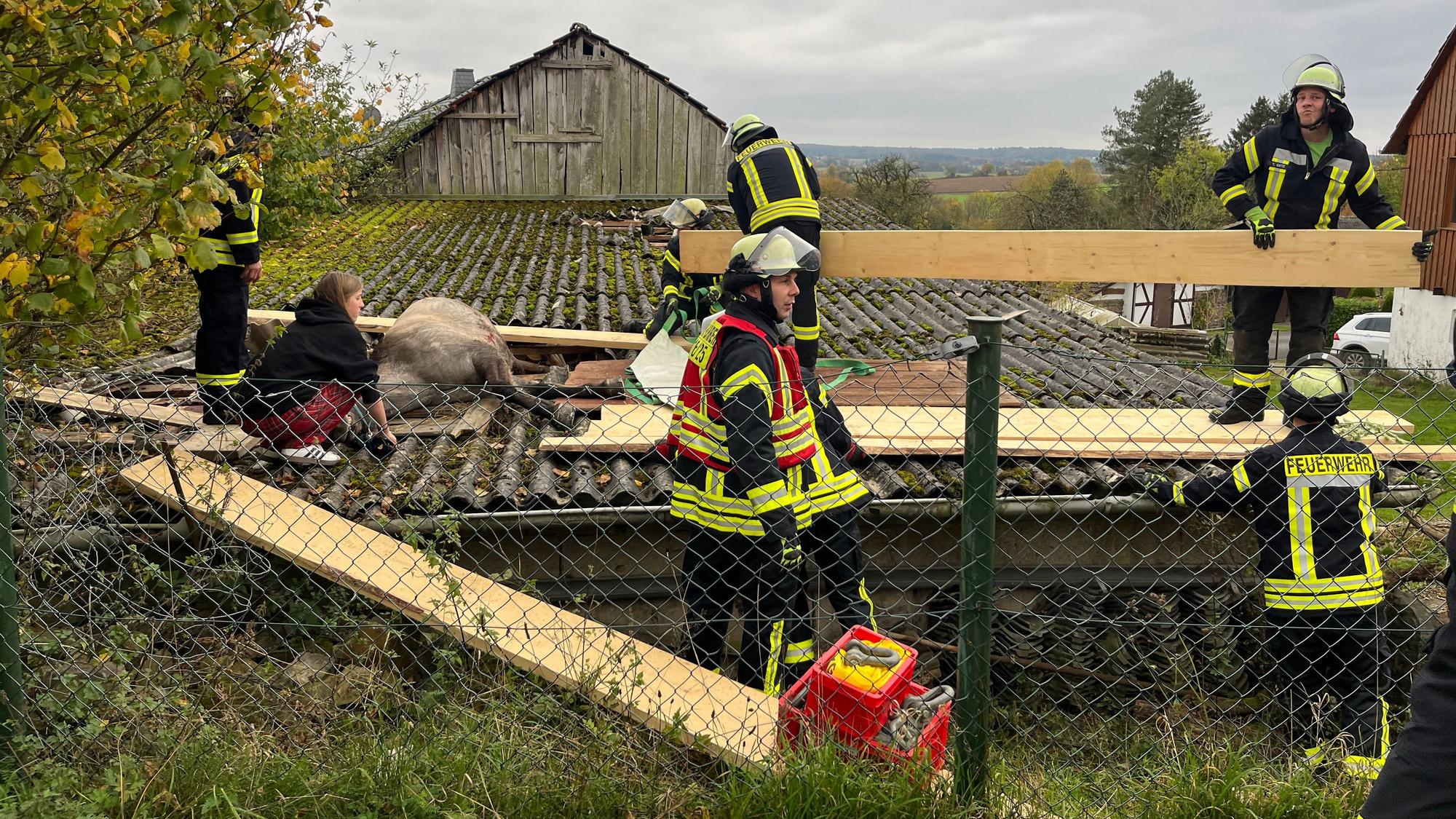 Ein Pferd steckt fest, Feuerwehrleute verstärken das Dach mit Dielen.