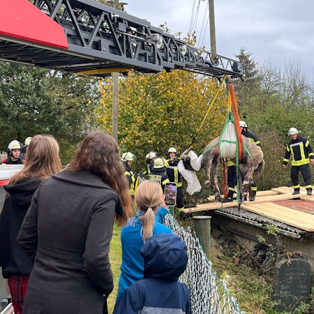 Ein Pferd wird mit Hilfe einer Drehleiter aus einem Loch im Dach herausgehoben.