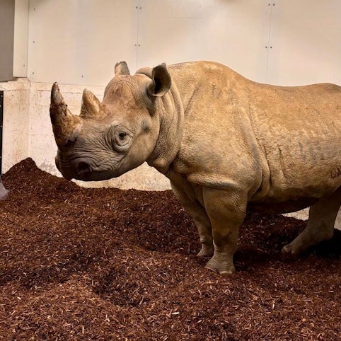 Die Spitzmaulnashorn-Kuh Hazina steht im Kölner Zoo.