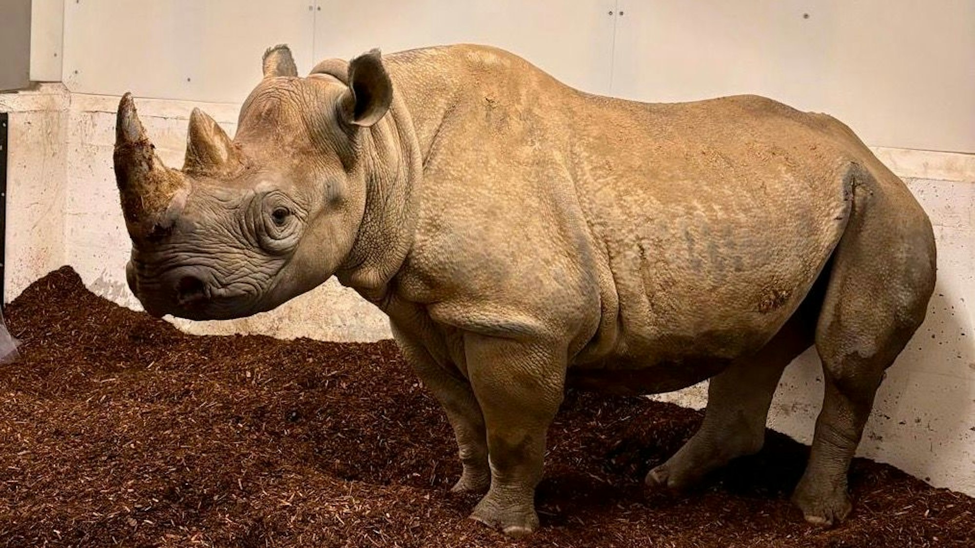 Die Spitzmaulnashorn-Kuh Hazina steht im Kölner Zoo.