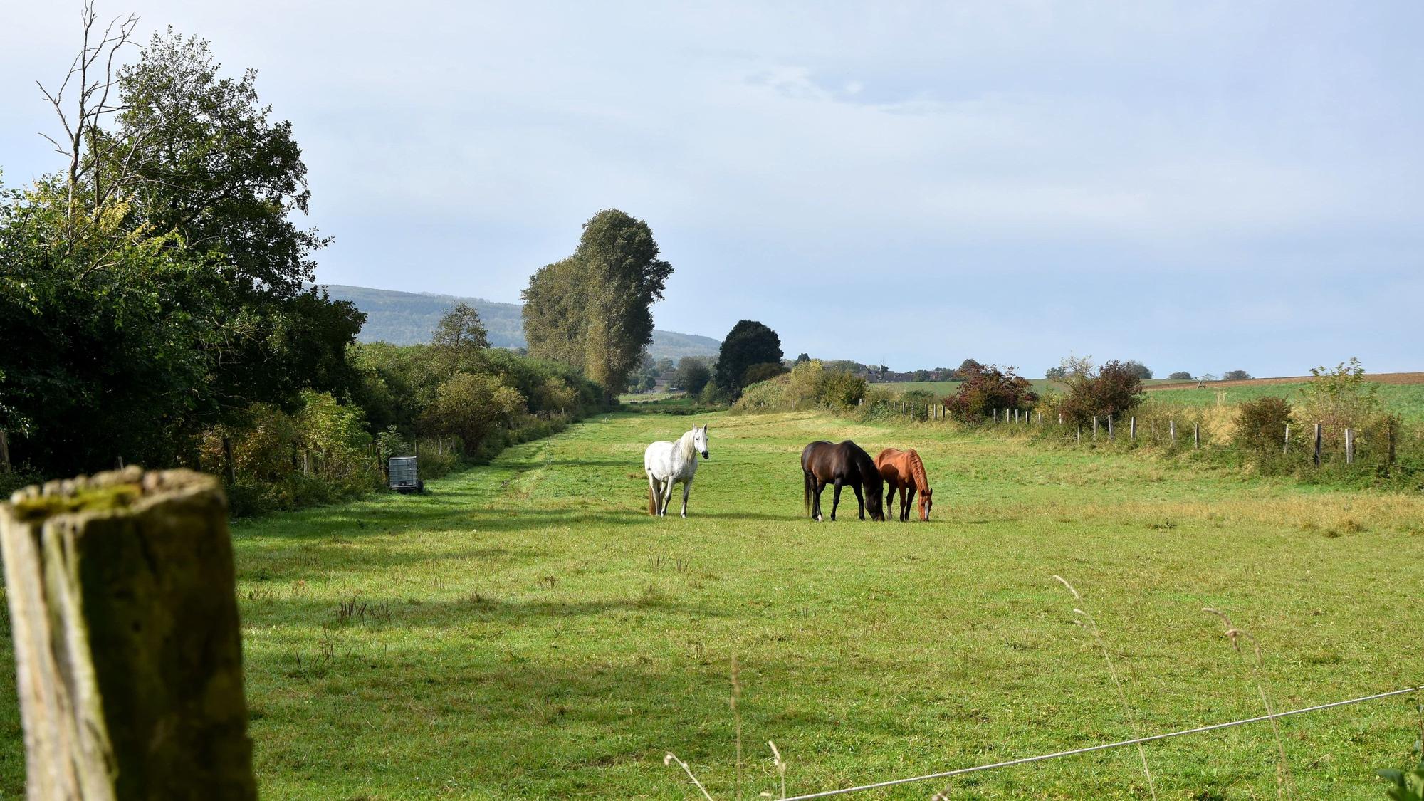 Auf einer Wiese stehen Pferde.