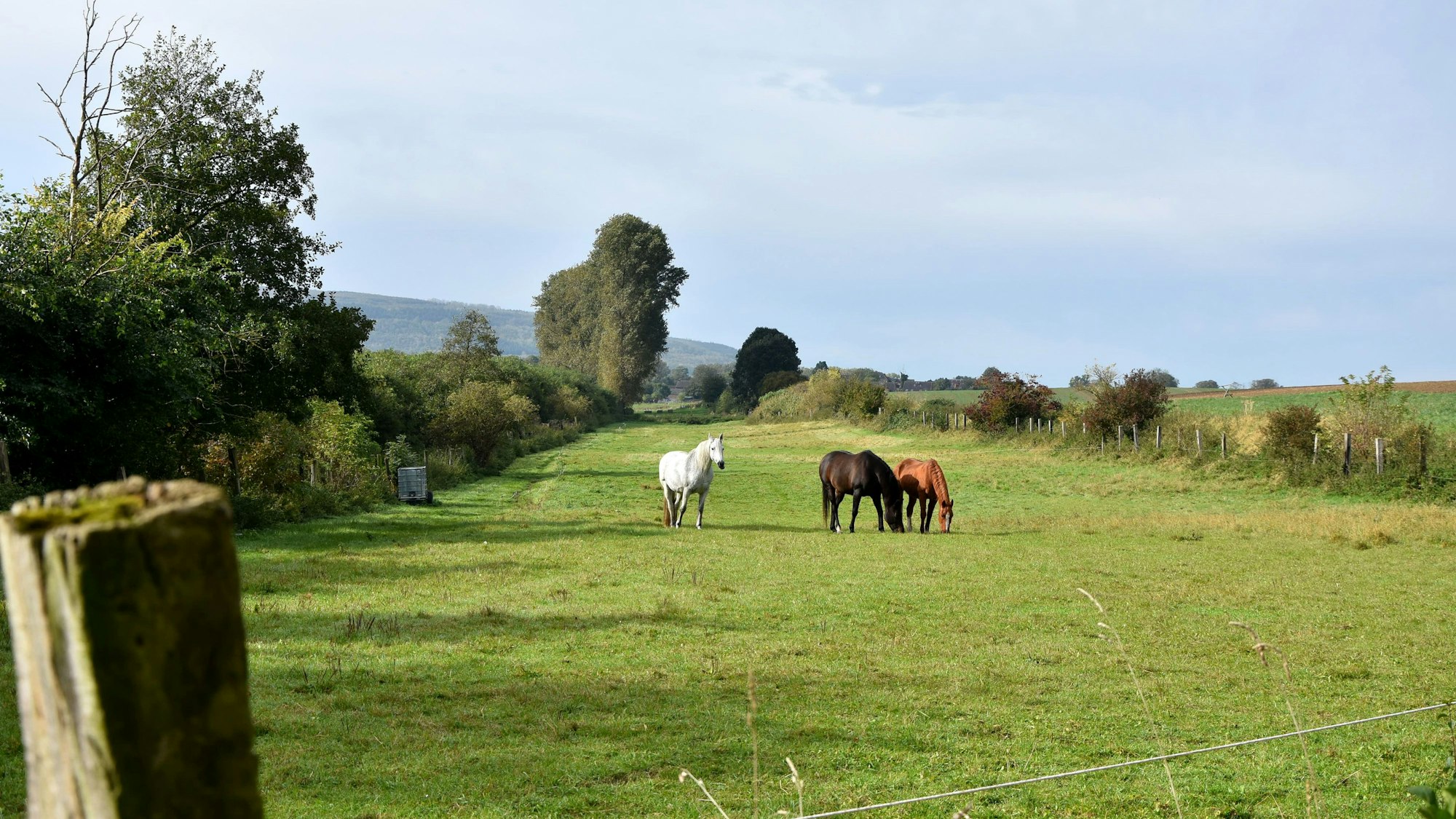 Auf einer Wiese stehen Pferde.