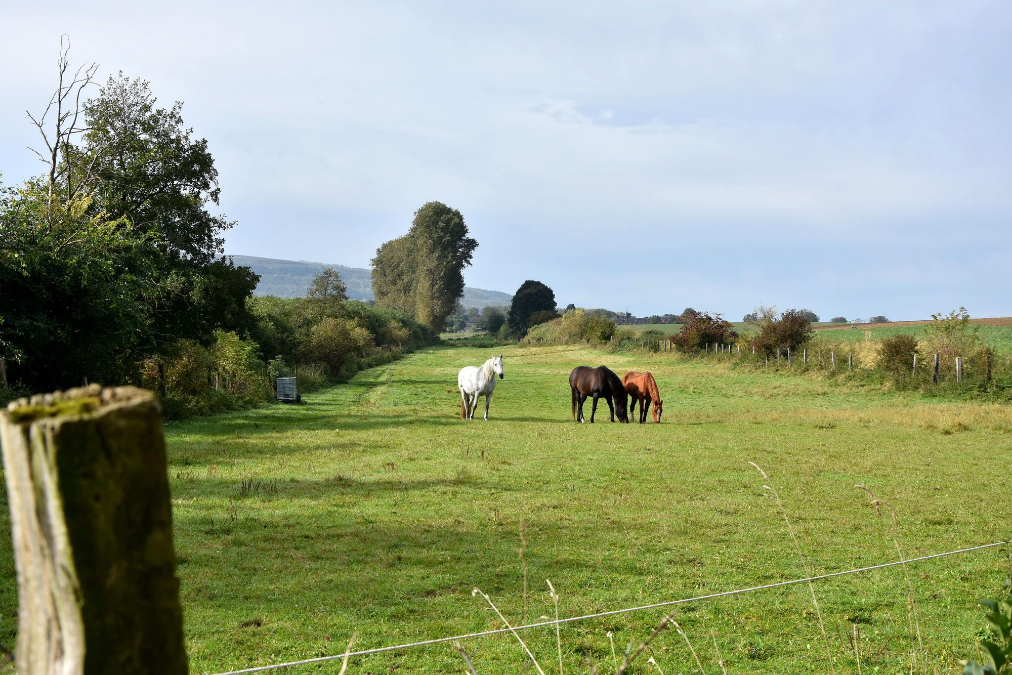 Auf einer Wiese stehen Pferde.