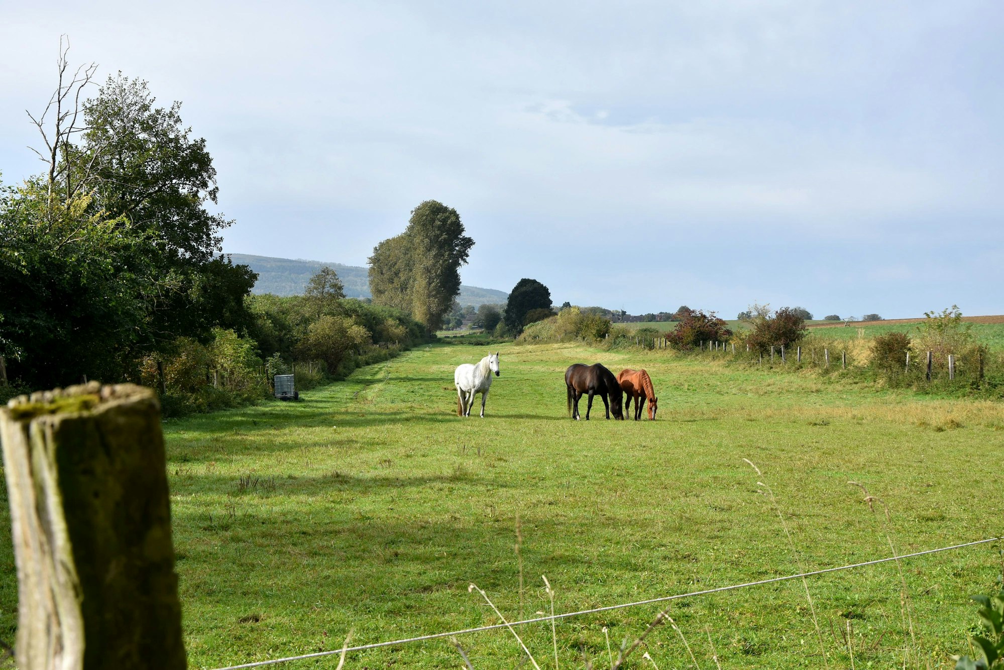 Auf einer Wiese stehen Pferde.