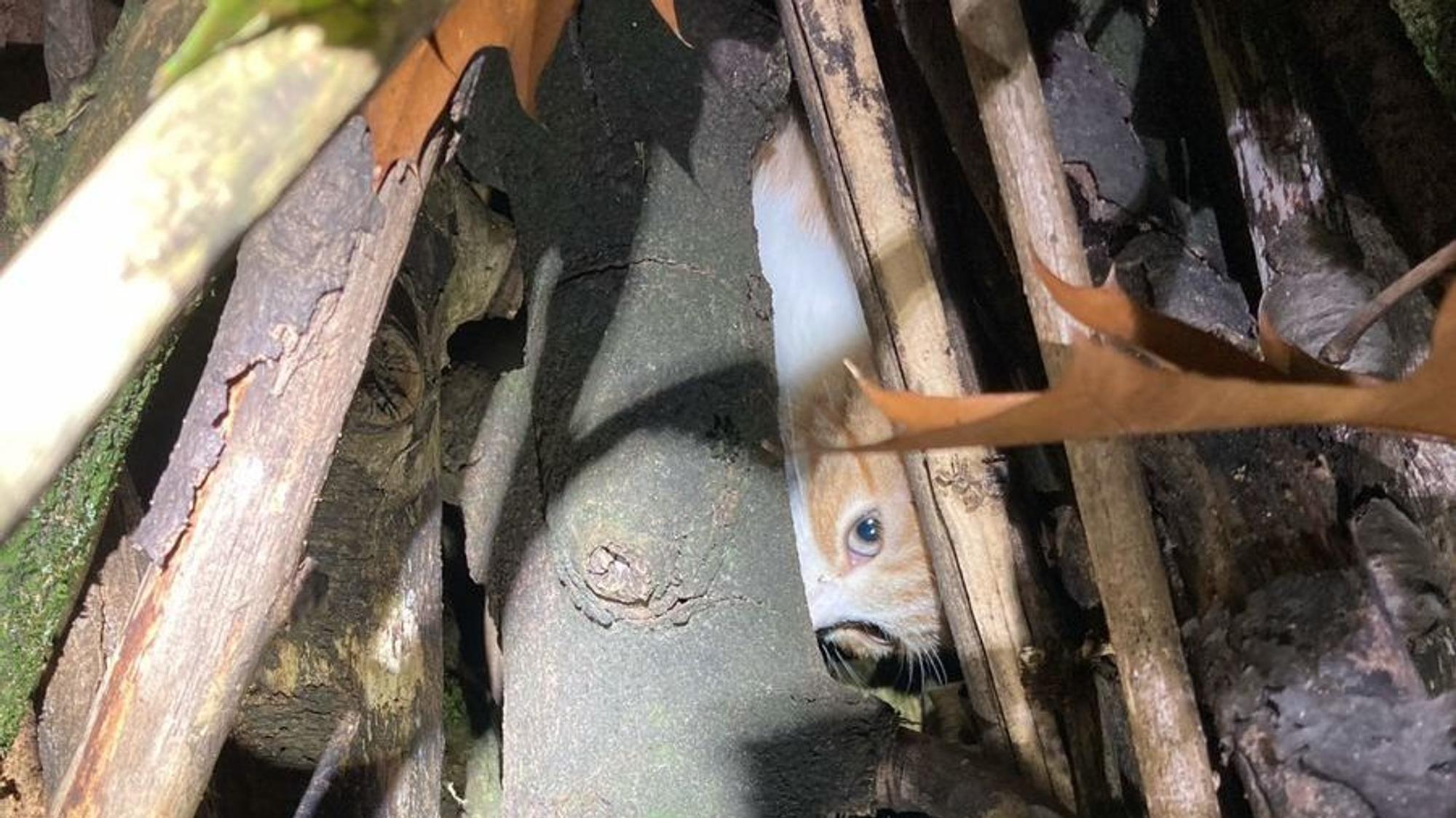 Unbekannte haben versucht, einen Brennholzstapel anzuzünden, in dem ein Katzenbaby eingeklemmt war.