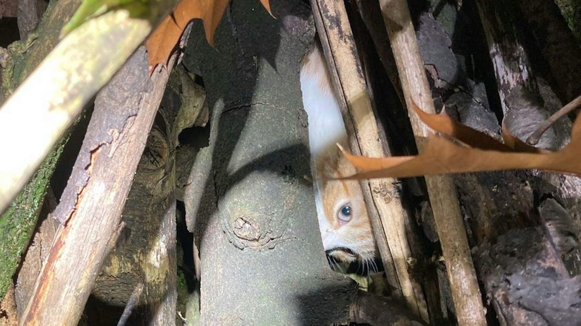 Unbekannte haben versucht, einen Brennholzstapel anzuzünden, in dem ein Katzenbaby eingeklemmt war.