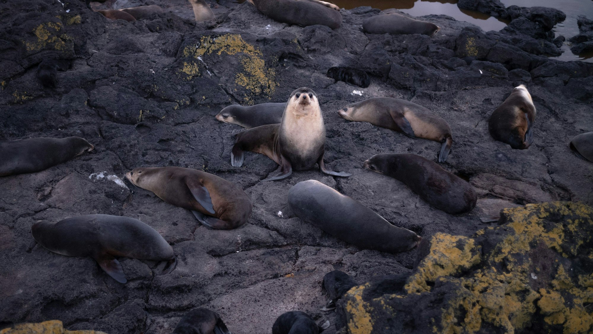 Auf der Île Amsterdam gibt es zwar keine ständigen menschlichen Bewohner, dafür haben die subantarktischen Seebären die Strände zu ihrem Lebensraum gemacht.