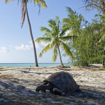 Das Aldabra-Atoll gehört zu den Seychellen und ist ein wichtiges Schutzgebiet für Meeresschildkröten.