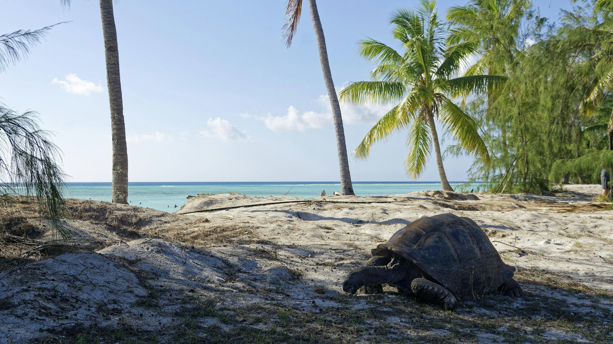 Das Aldabra-Atoll gehört zu den Seychellen und ist ein wichtiges Schutzgebiet für Meeresschildkröten.