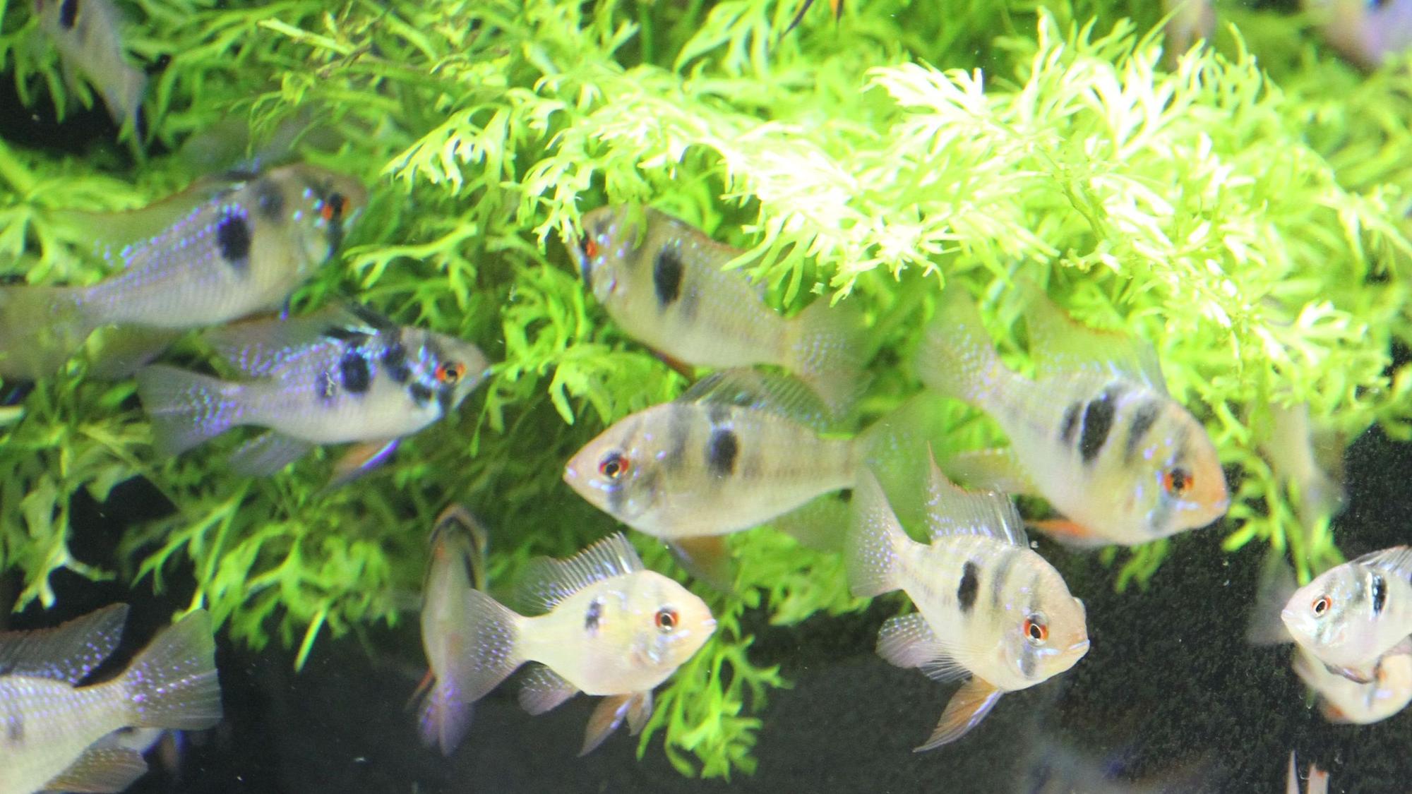 Fische mit einer Wasserpflanze in einem Aquarium