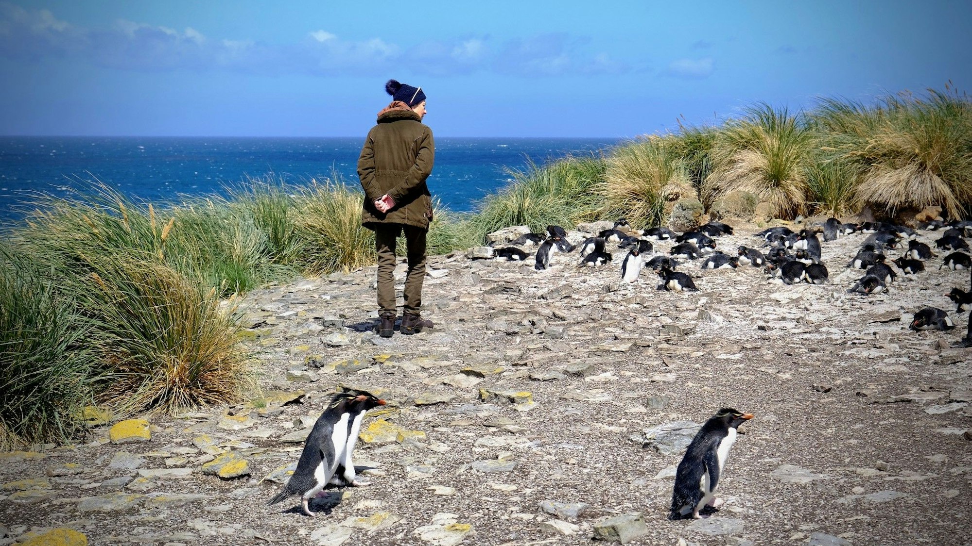 Pinguine sieht man auf den Falklandinseln regelmäßig, Royals wie die Schwester von König Charles III, Prinzessin Anne, eher selten.