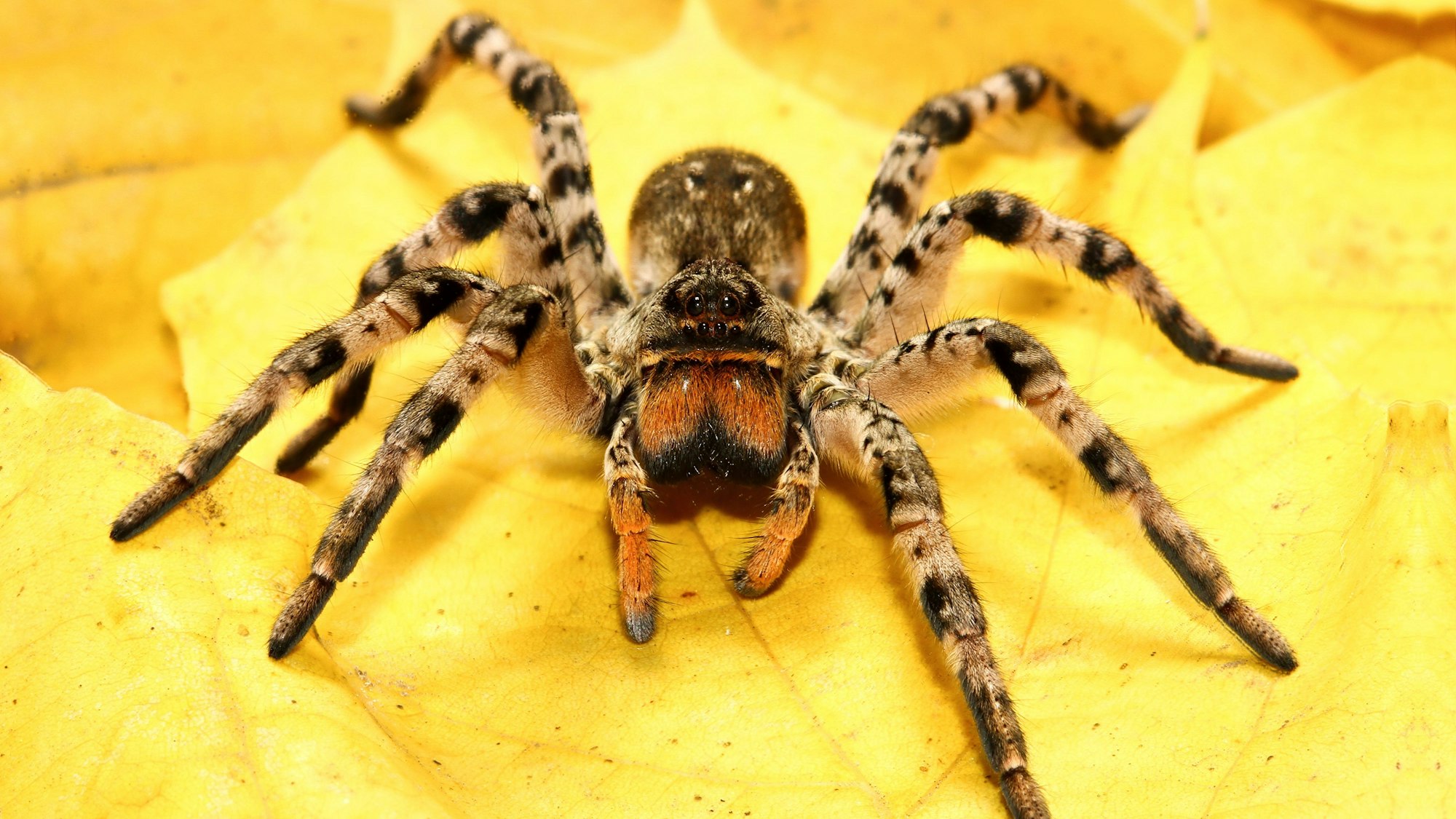 Die Südrussische Tarantel (Lycosa singoriensis) ist die größte Spinnenart, die in Mitteleuropa vorkommt.