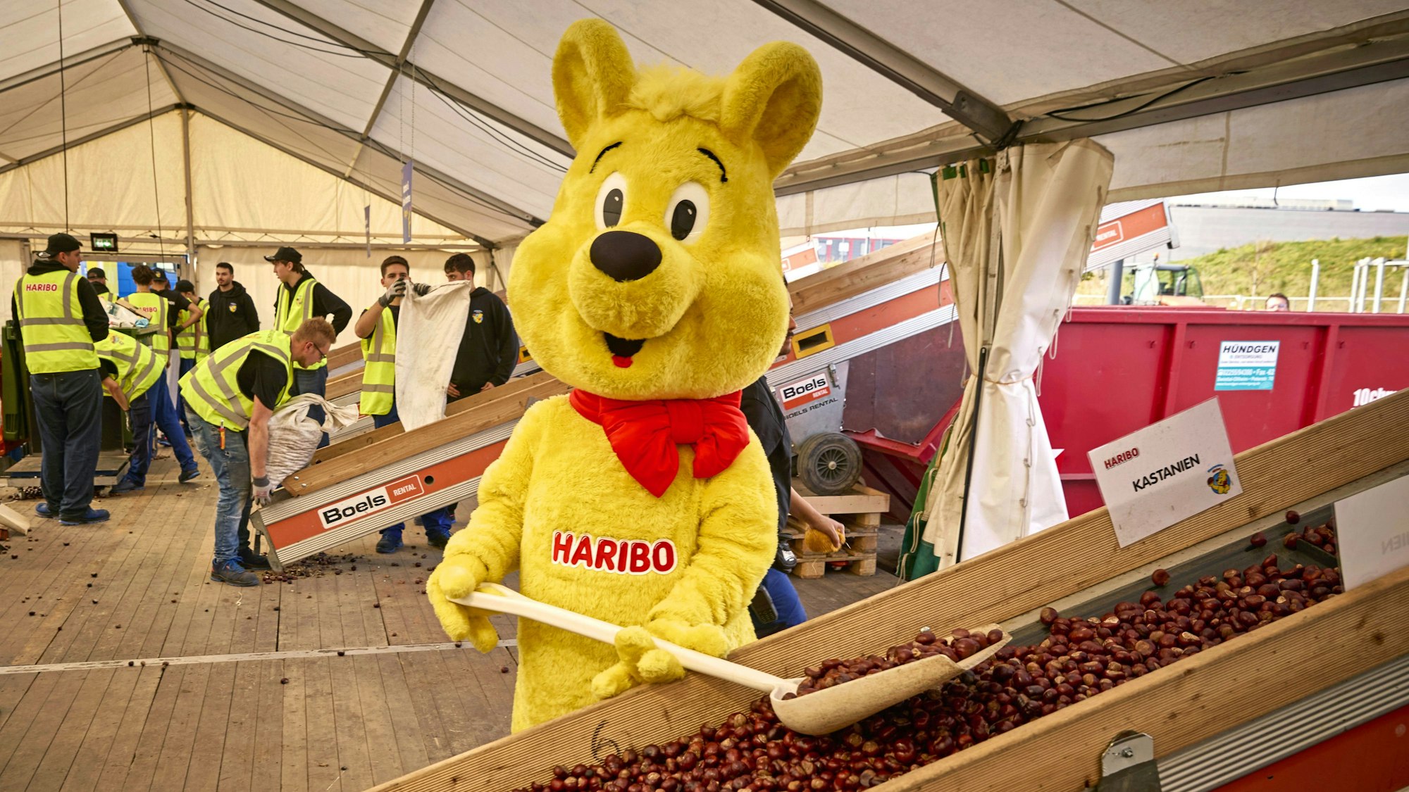 Natürlich durfte auch der Goldbär von Haribo bei der Kastanien-Aktion in der Grafschaft nicht fehlen.