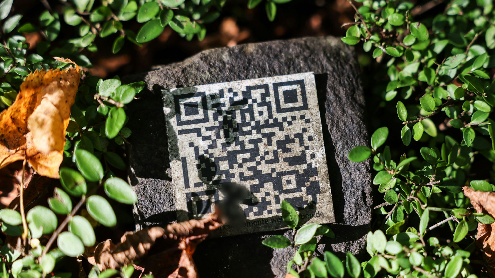 Ein QR-Code liegt zwischen Pflanzen auf einer Grabstätte auf dem Melaten Friedhof in Köln. Foto: Oliver Berg/dpa