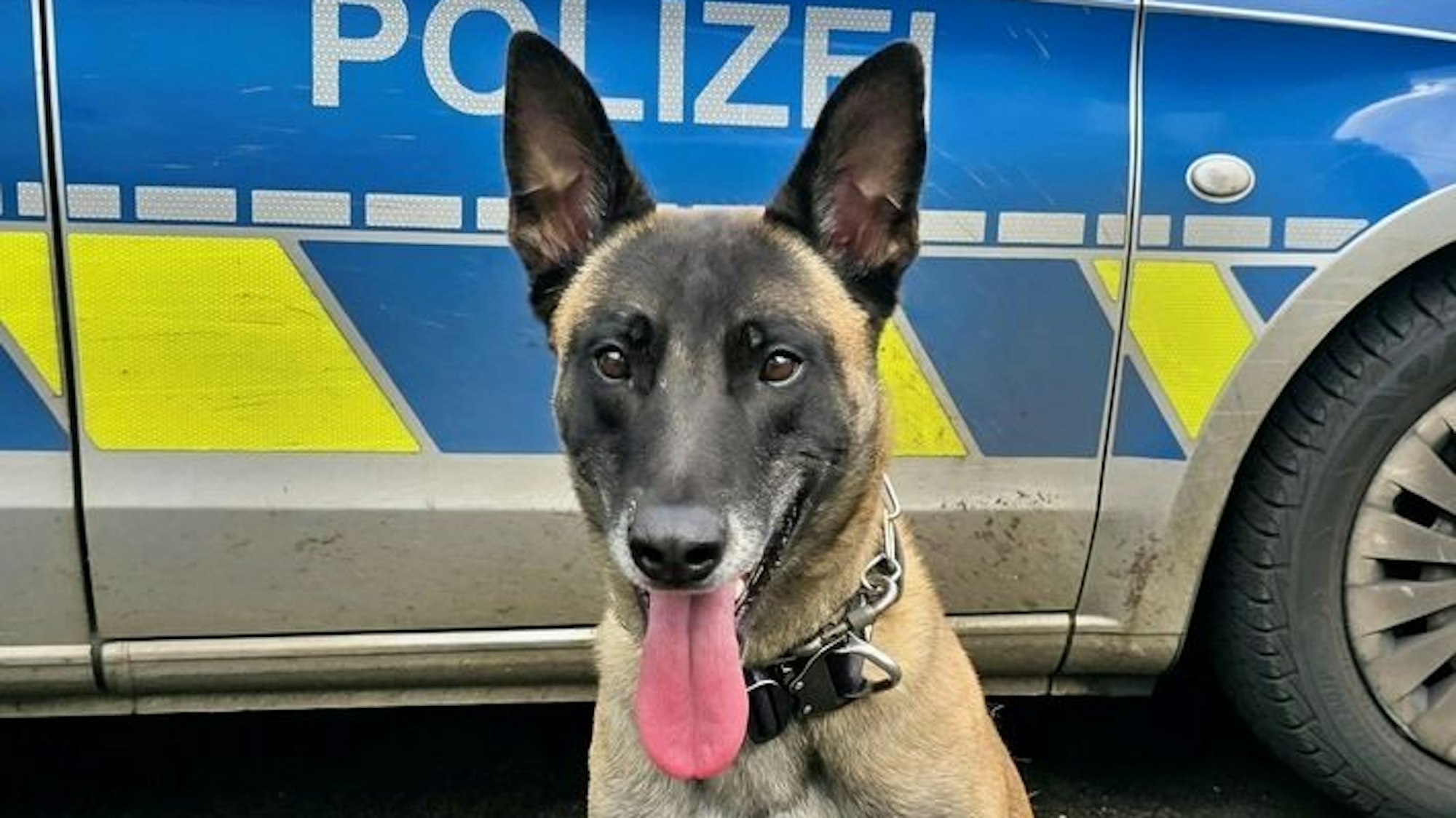 Zu sehen ist Polizeihund „Taicon“ vor einem Einsatzfahrzeug der Kölner Polizei.