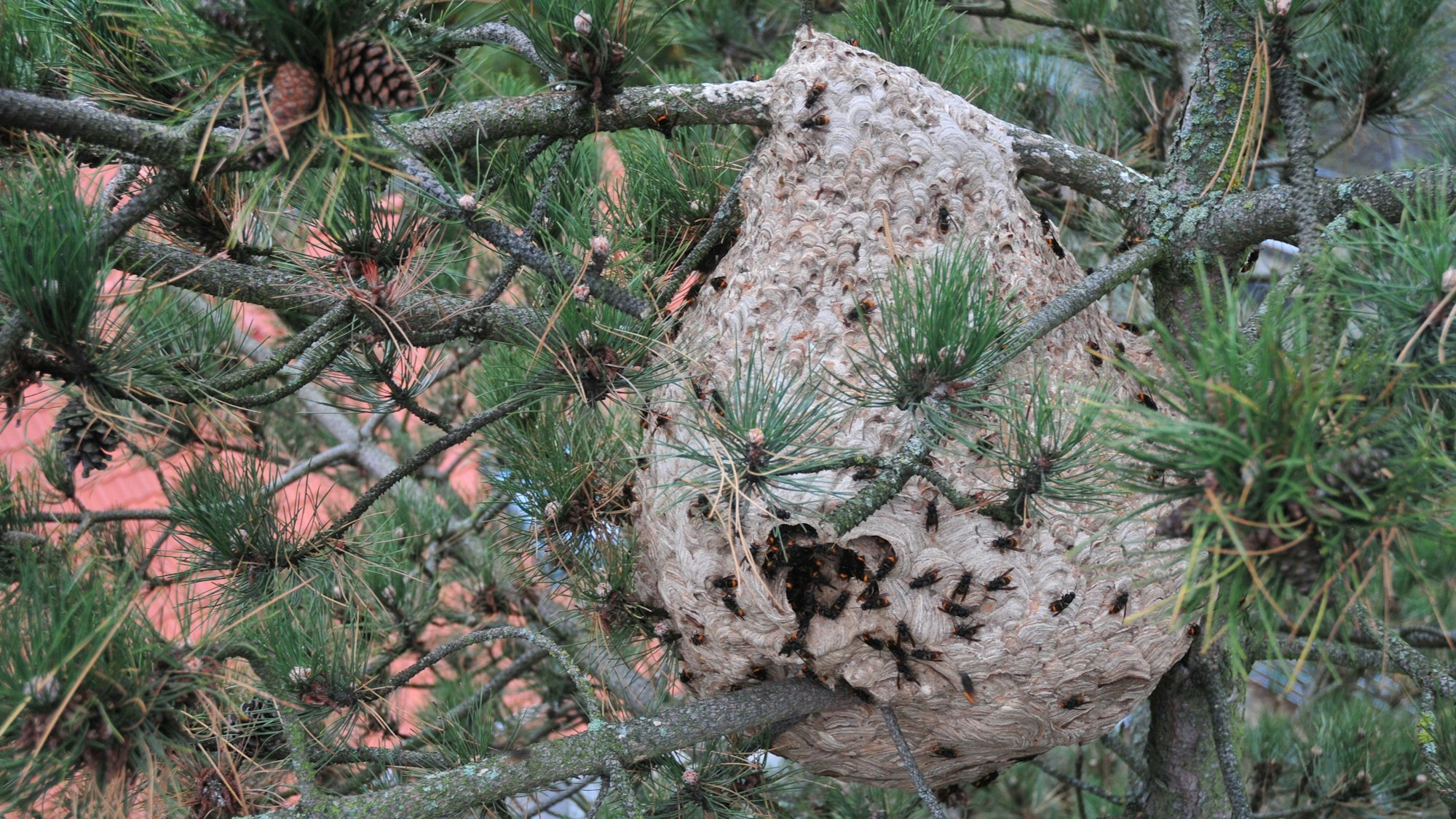 Das Nest der Asiatischen Hornisse in Swisttal-Heimerzheim bei Bonn.