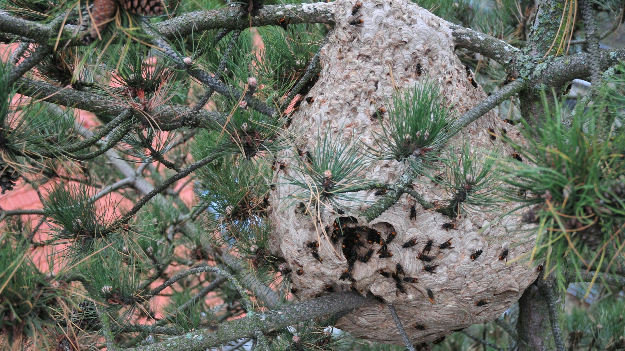 Insgesamt 1,5 Kilogramm tote Hornissen wurden in dem Nest in Swisttal-Heimerzheim gefunden.
