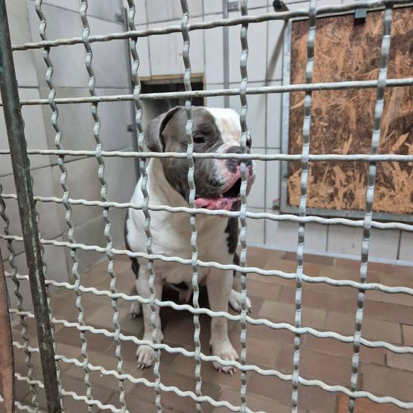 Hund Loki wurde aus dem Tierheim beim Gassigang geraubt. Hier ist er noch in seiner Box.