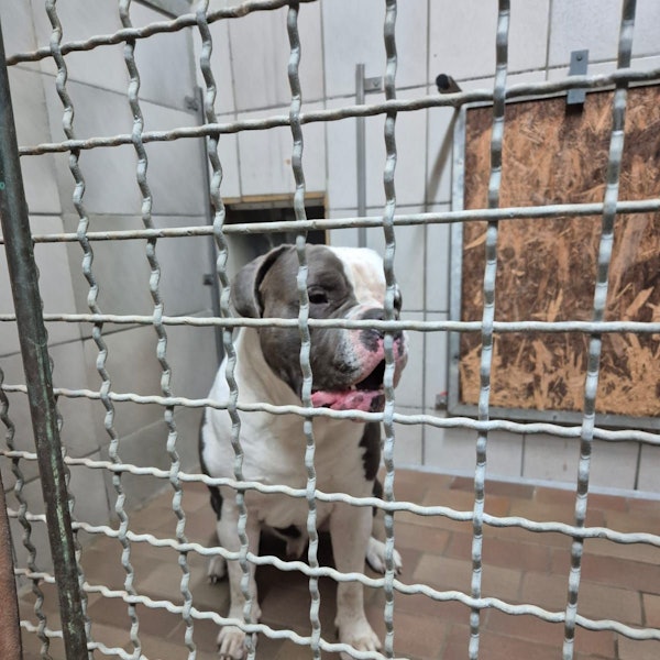 Hund Loki wurde aus dem Tierheim beim Gassigang geraubt. Hier ist er noch in seiner Box.