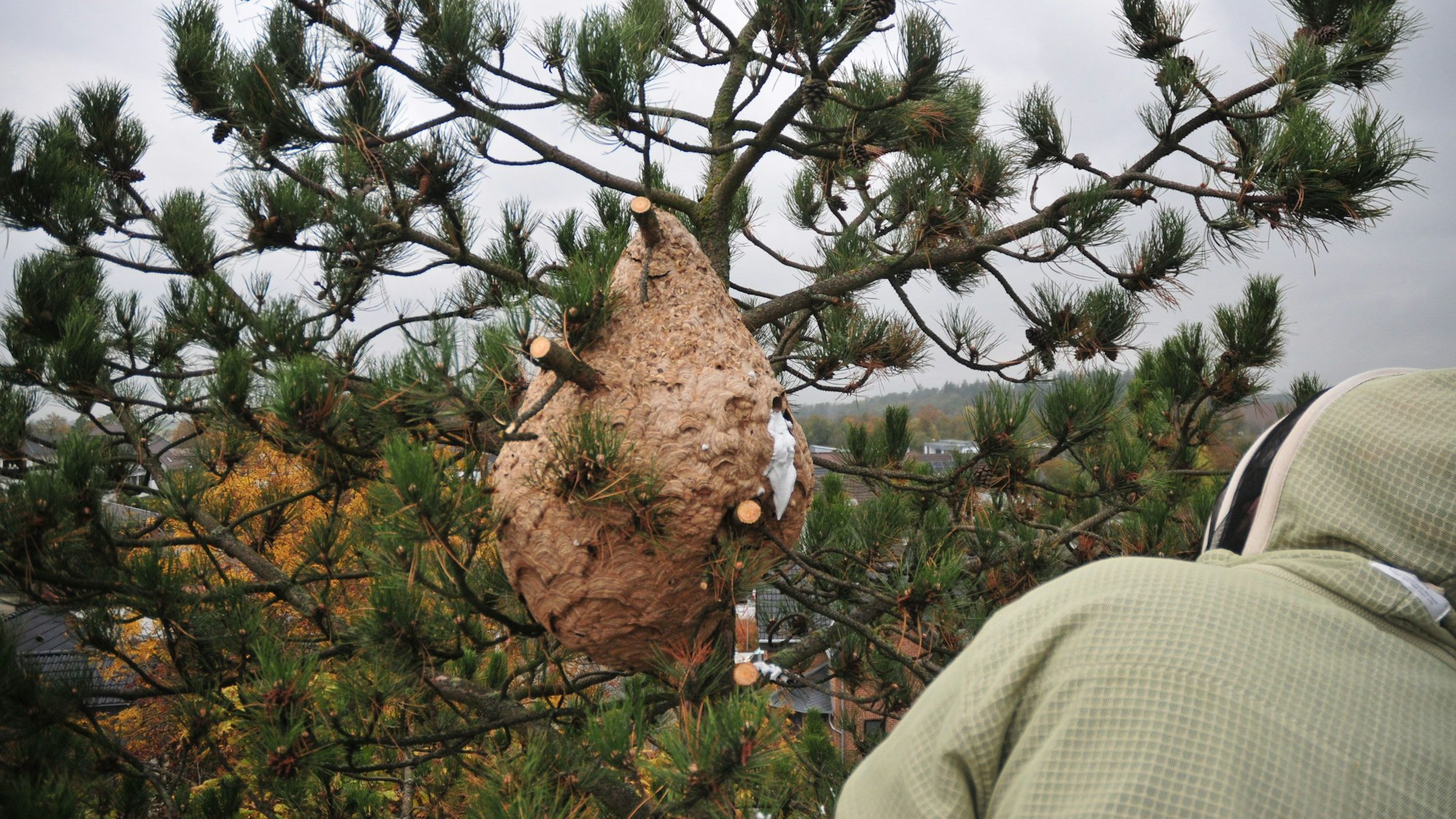 Ein Imker entfernt ein Nest der Asiatischen Hornisse bei Bonn.