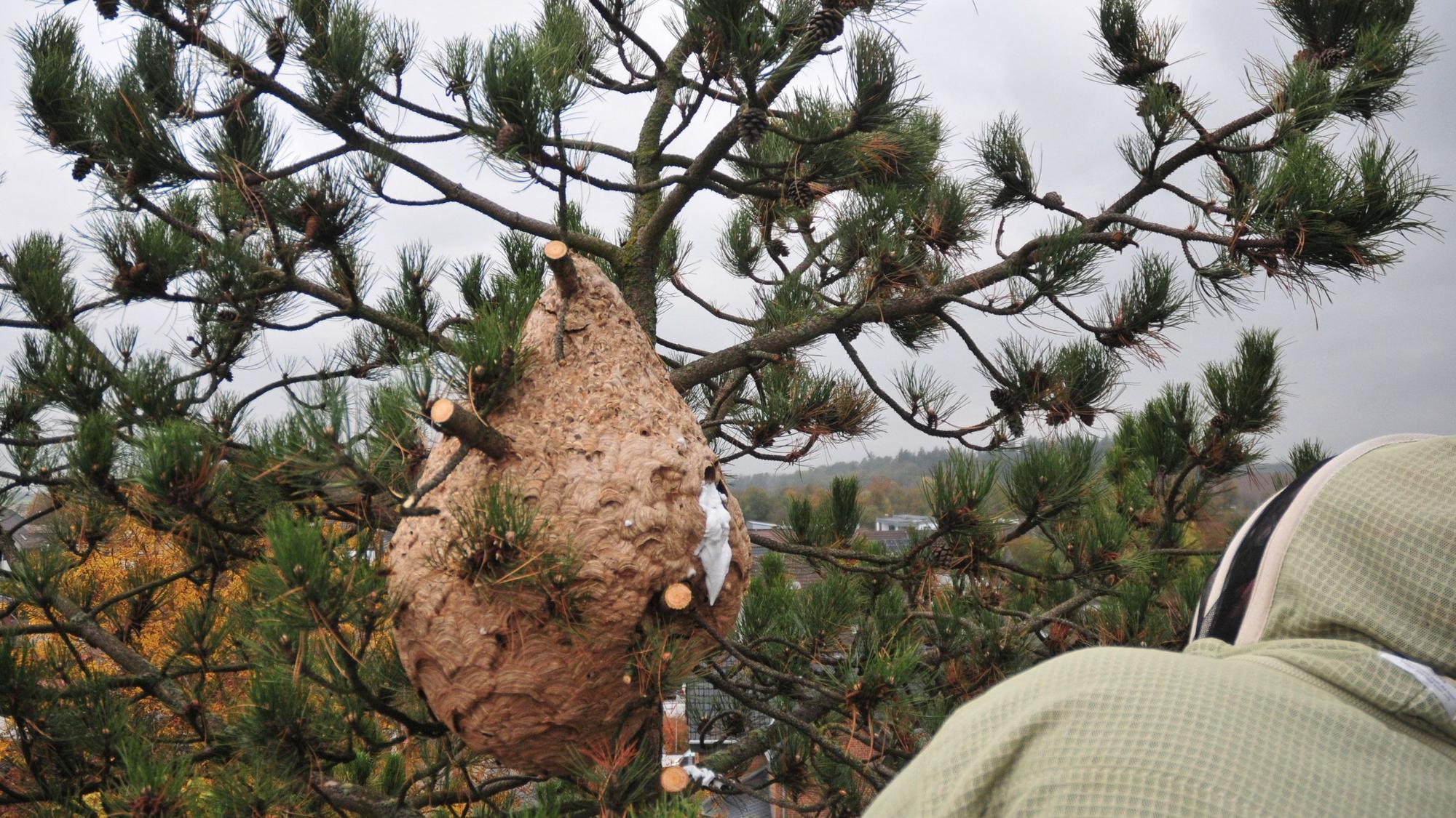 Das Nest der asiatischen Hornisse in Swisttal-Heimerzheim bei Bonn.