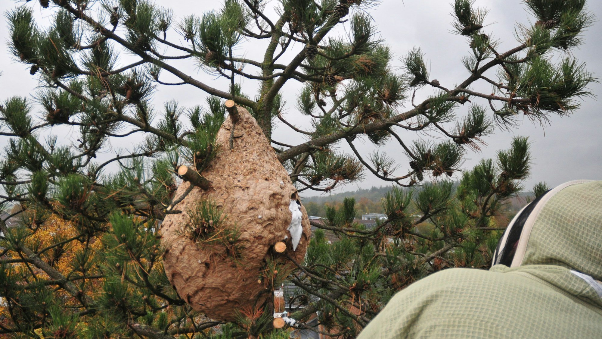 Das Nest der asiatischen Hornisse in Swisttal-Heimerzheim bei Bonn.