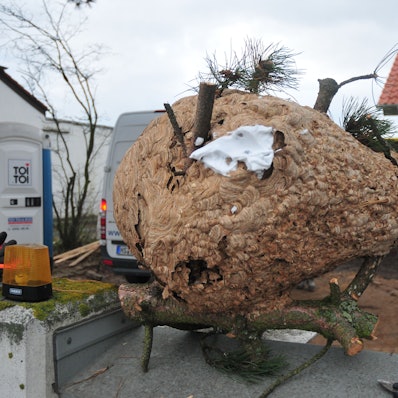 Das Nest der asiatischen Hornisse in Swisttal-Heimerzheim bei Bonn.