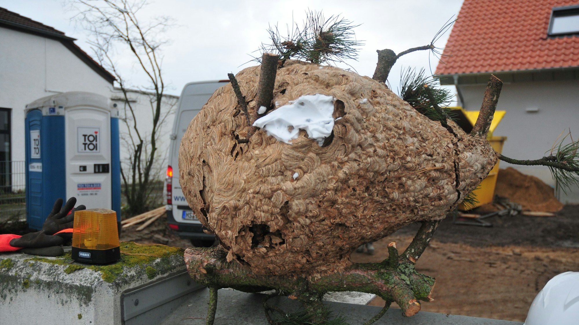 Ein großes Nest der asiatischen Hornisse liegt auf einer Mauer.