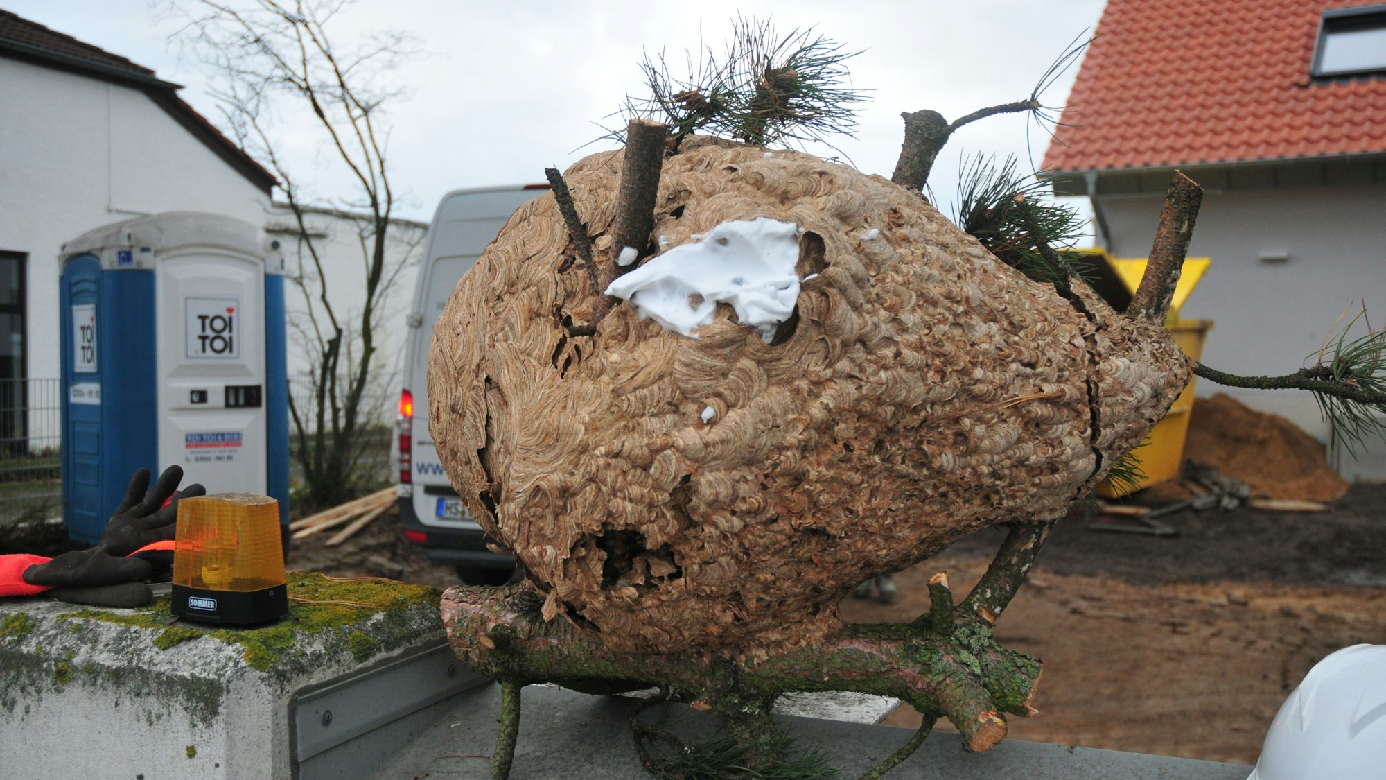 Das Nest der asiatischen Hornisse in Swisttal-Heimerzheim bei Bonn.