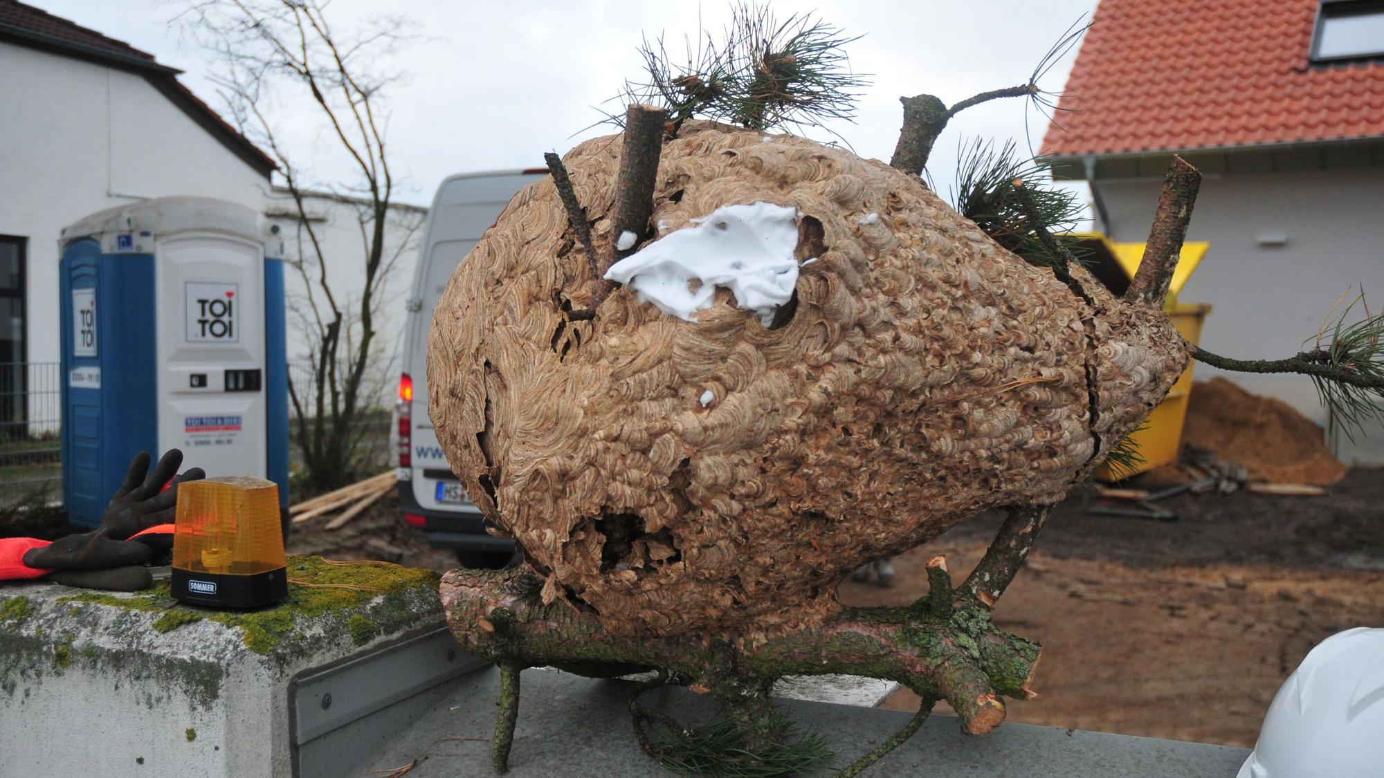 Das riesige Nest der asiatischen Hornisse in Swisttal-Heimerzheim bei Bonn.
