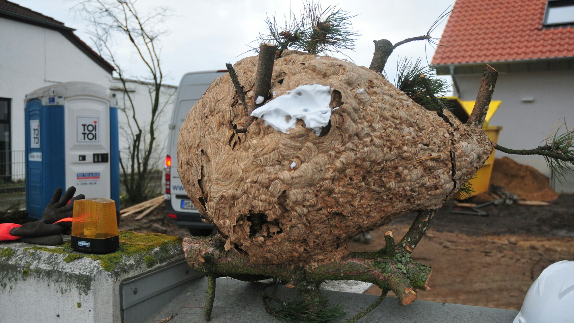 Das riesige Nest der asiatischen Hornisse in Swisttal-Heimerzheim bei Bonn.