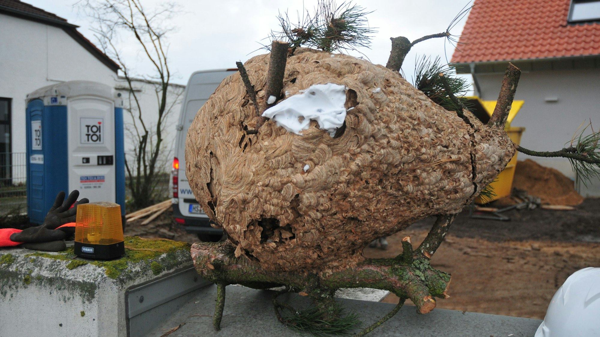Blick auf das Nest der asiatischen Hornisse in Swisttal, nachdem es aus dem Baum entfernt wurde.