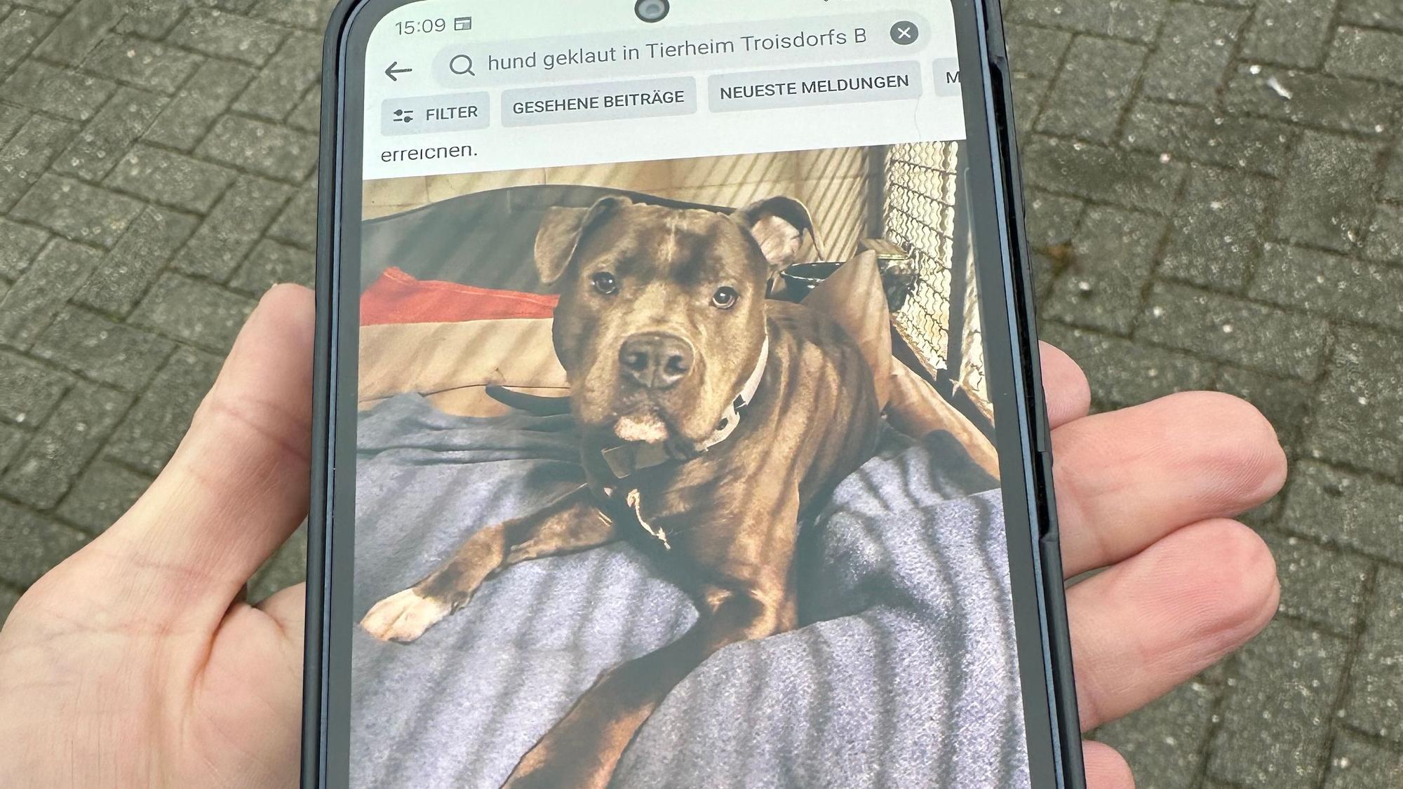 Dieser Hund wurde am 30. Dezember 2022 aus dem Tierheim Troisdorf bei einem Gassigang geraubt.