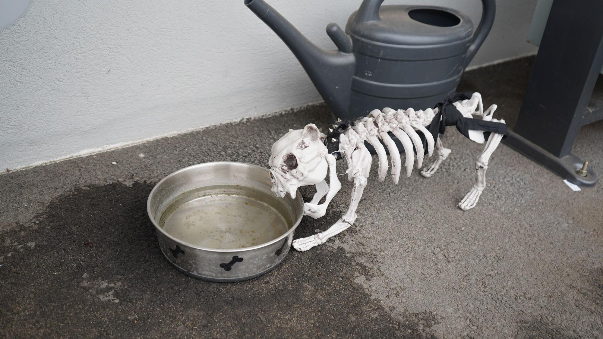 Das Foto zeigt ein Hundeskelett an einem Wassernapf.