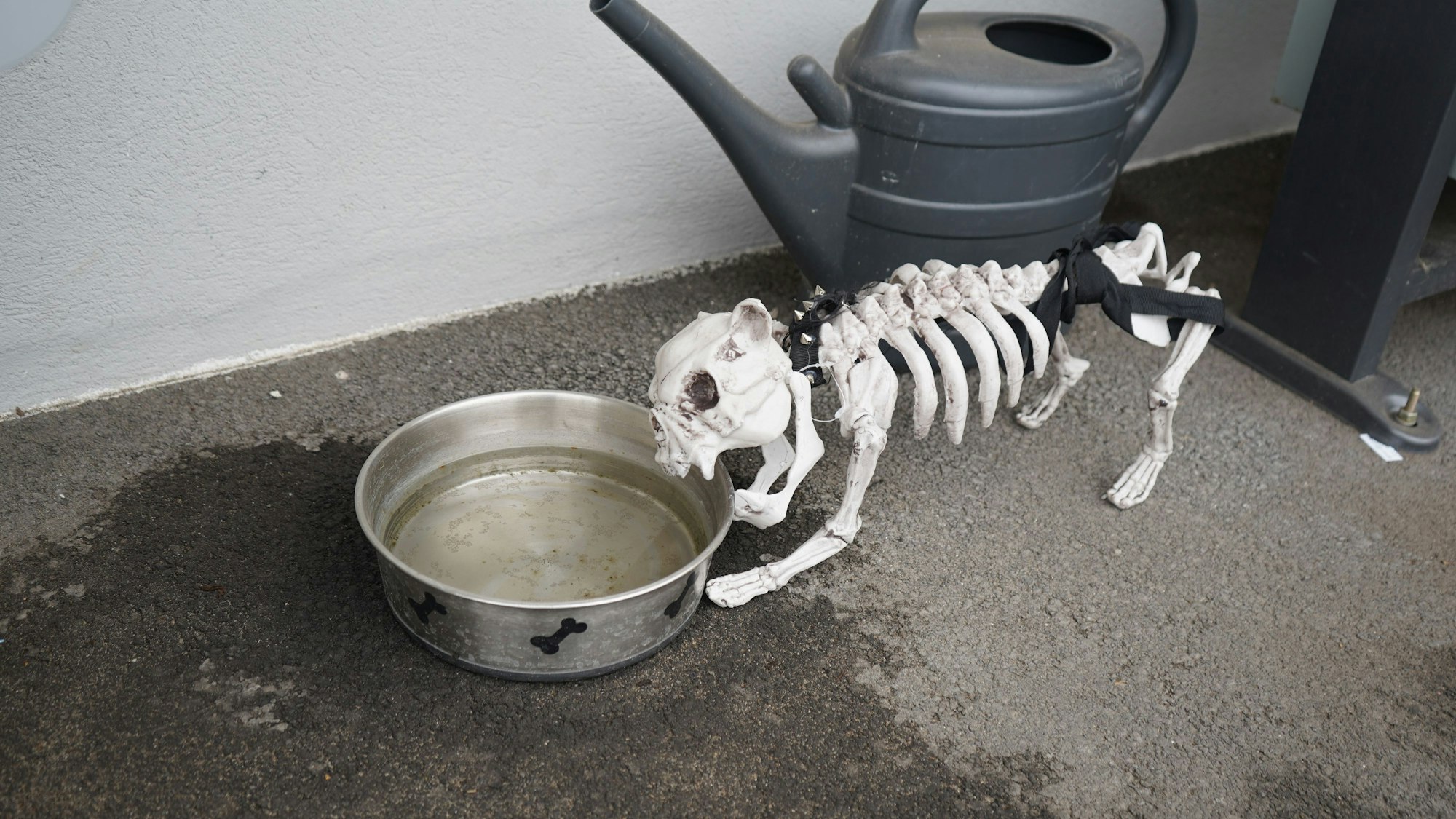 Das Foto zeigt ein Hundeskelett an einem Wassernapf.