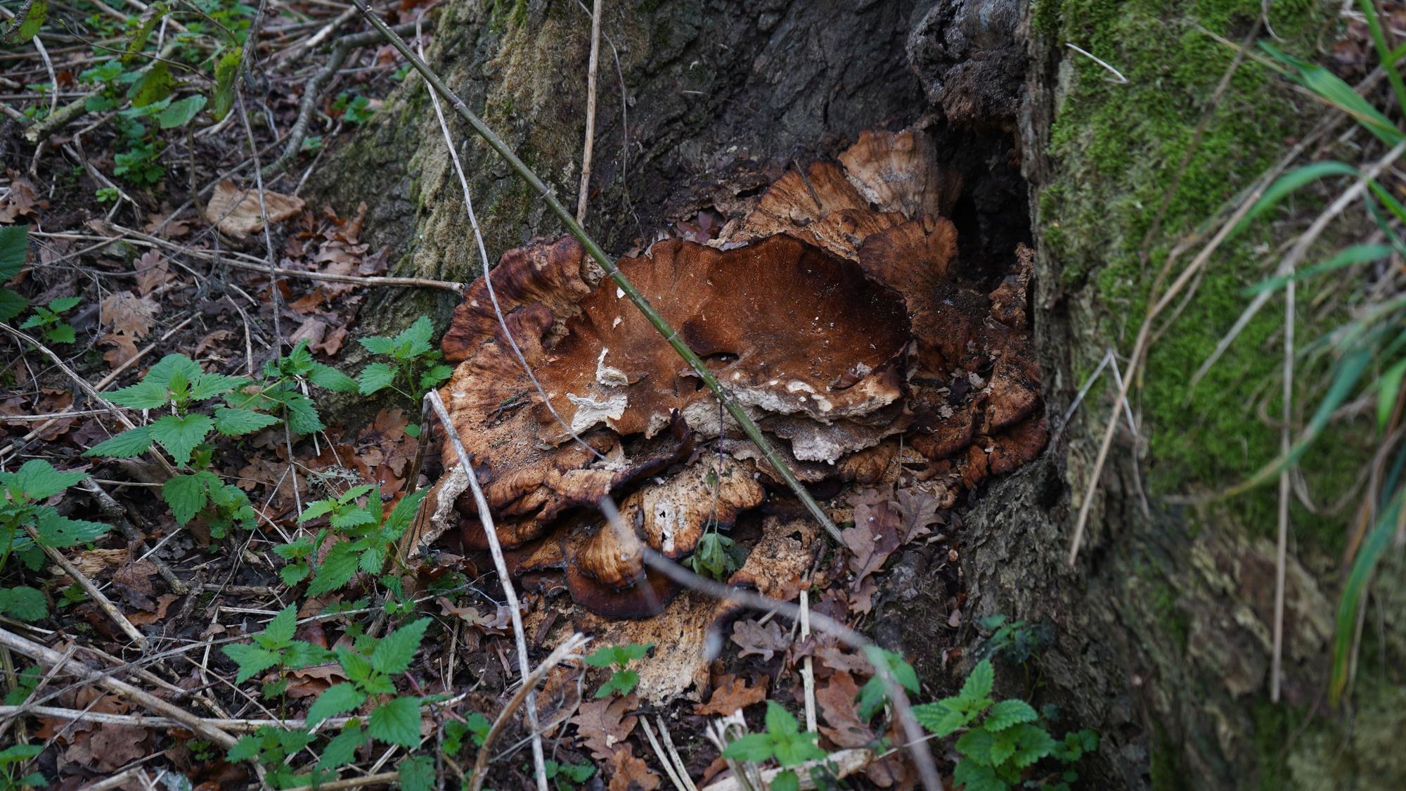 Das Foto zeigt einen großen Pilz am Fuße eines Baumstamms.
