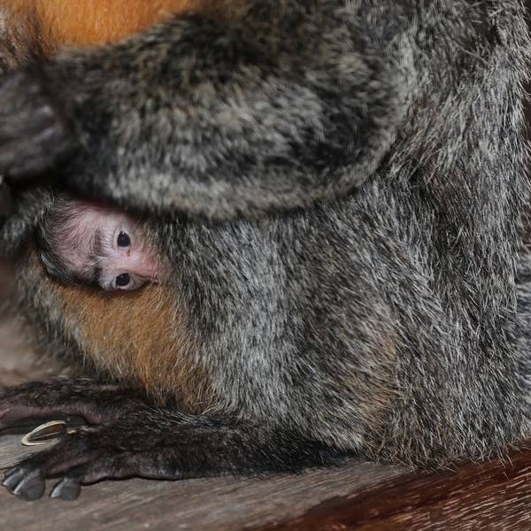 Kleines Weißkopf-Saki (Affe) am Bauch seiner Mutter im Kölner Zoo.